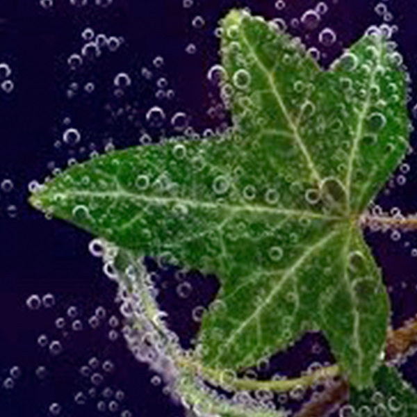 BreathingLeaves Leaf underwater with air bubbles.