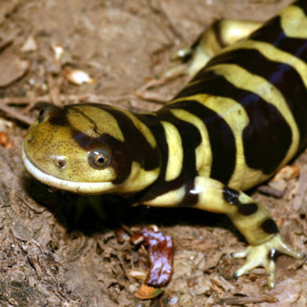 s1 A green and black salamander.