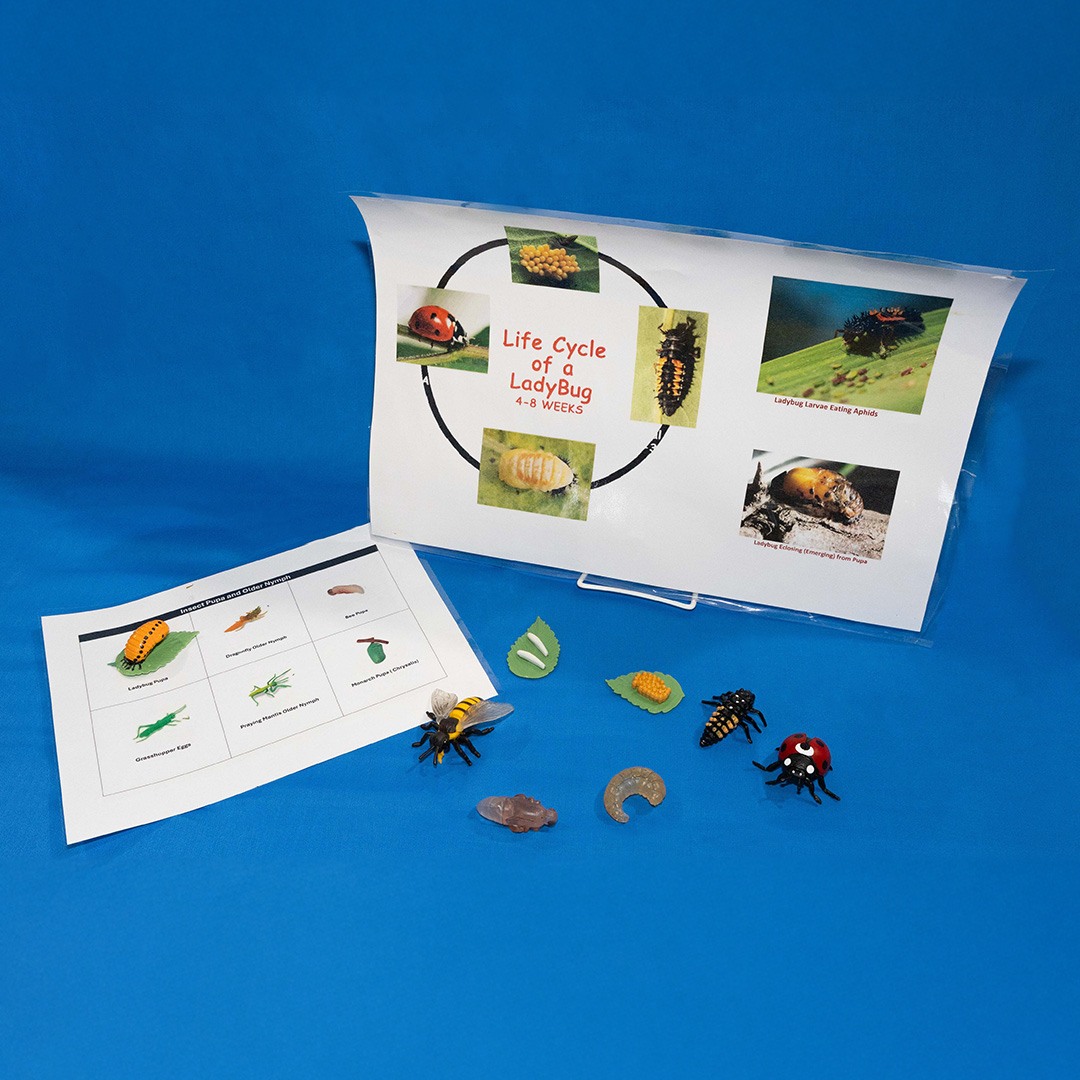 Insect lifestyle matching game